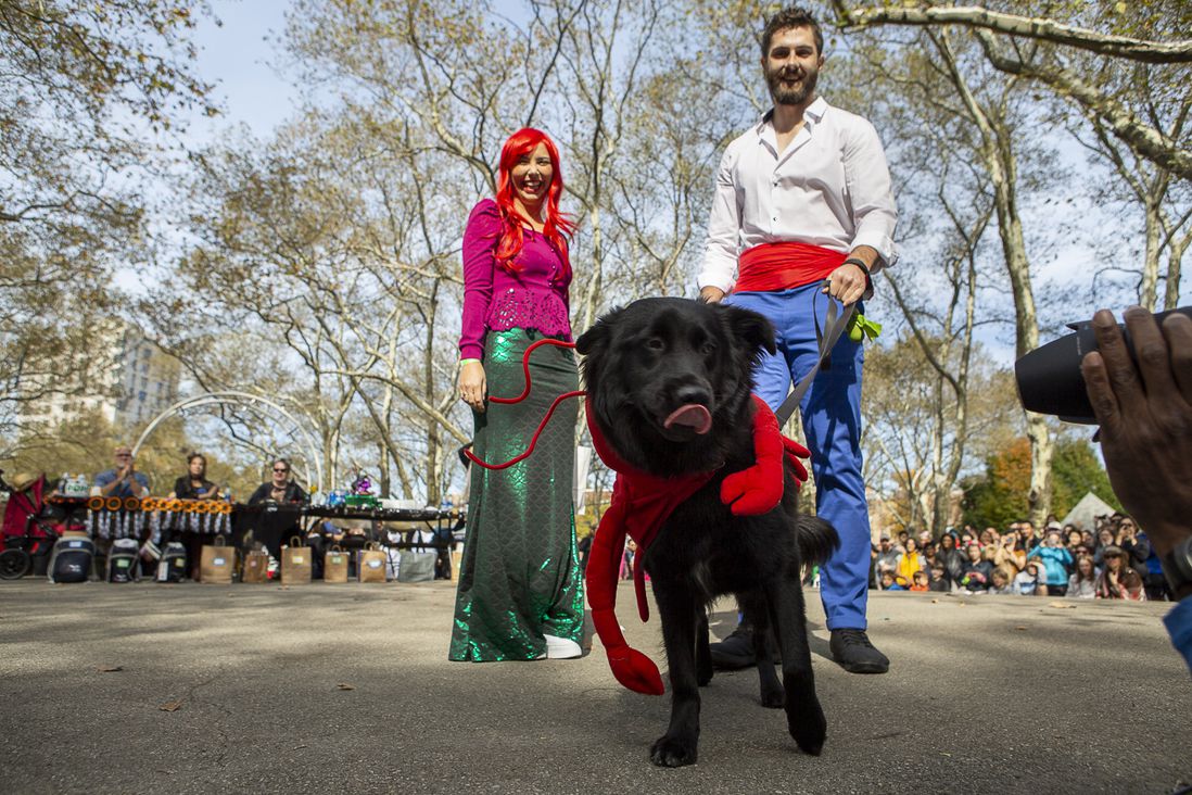 Little Mermaid costumes with dog as Sebastian the crab